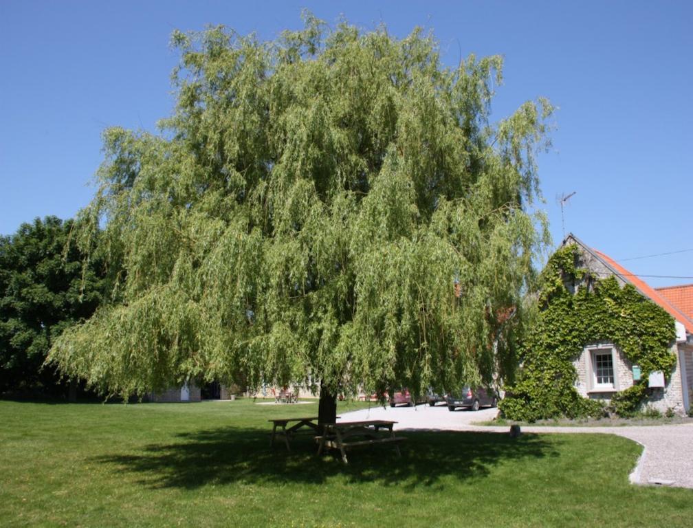Saint-Folquin La Haute Muraille מראה חיצוני תמונה